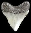 Juvenile Megalodon Tooth - South Carolina #45837-1